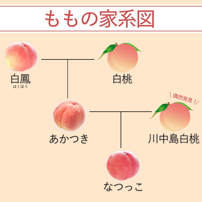 商品詳細